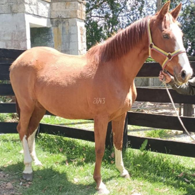 caballo de nombre armoniosa
