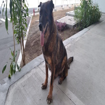 perro de nombre Kymberly