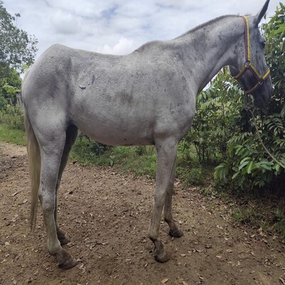 Lisboa_de_Pijaos_L.D