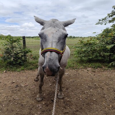 Mancilla_Emperatriz_Frontal