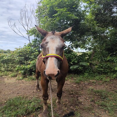 Mancilla_Gólgota_Frontal