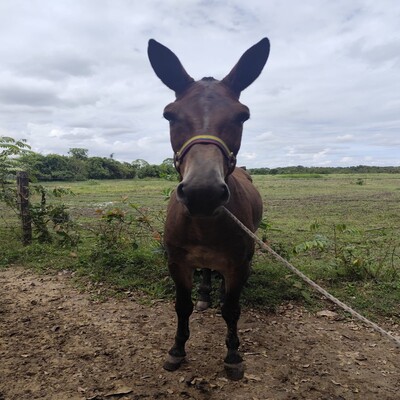 Oliver de Santa Rosa