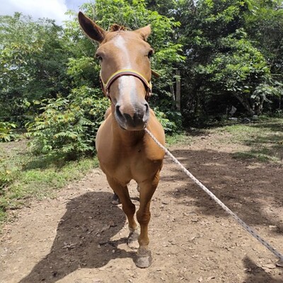 Quiron_de_Verdún_Frontal