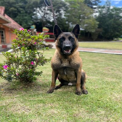 Ramses de San Martín de la Vega_Frontal