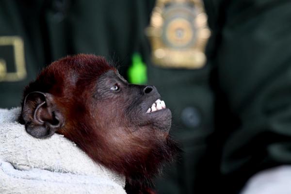 Acciones para conservar la fauna silvestre colombiana 