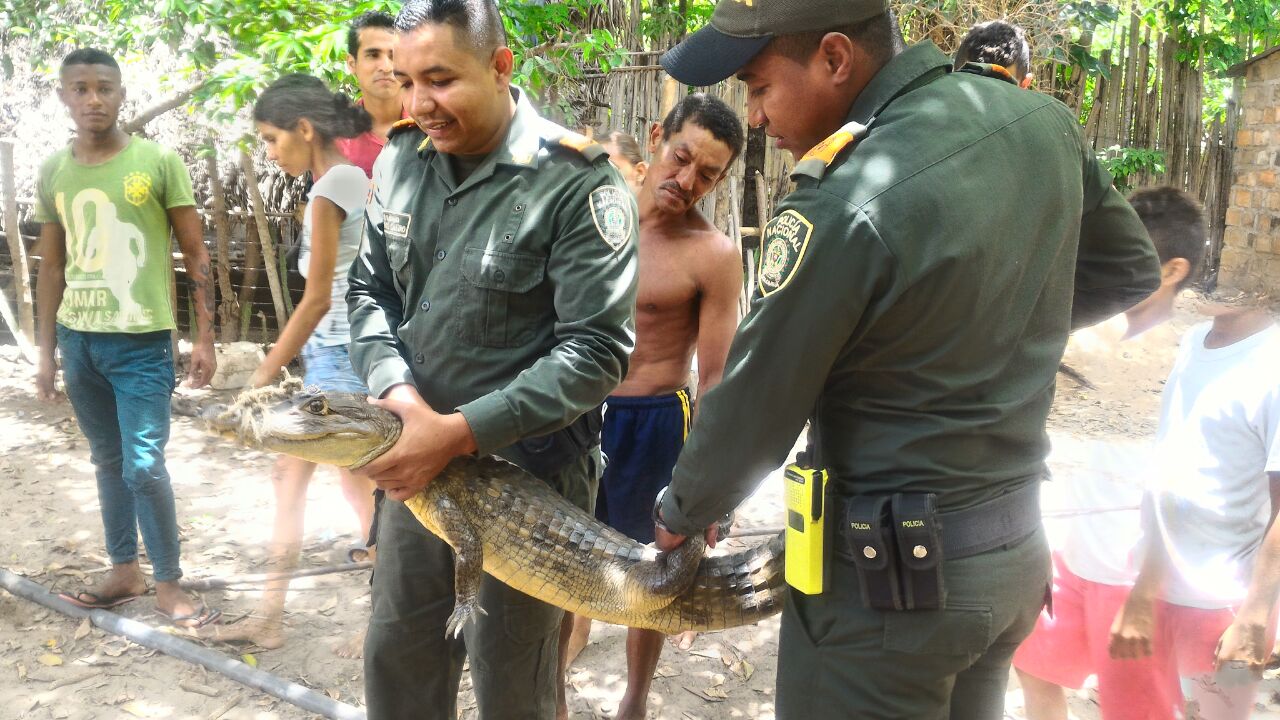 Policia Ambiental y Ecologica rescató una Babilla
