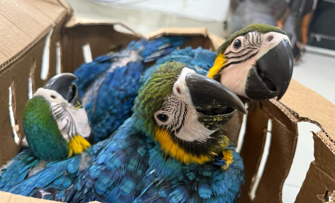 Controles para evitar el tráfico de fauna silvestre