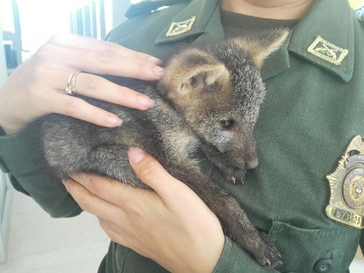 Un oso hormiguero, una boa y un zorro regresarán a su hábitat natural