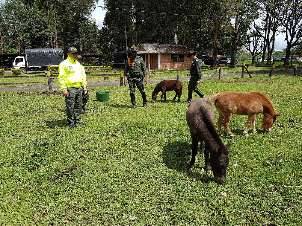 Los semovientes equinos están avaluados en 45 millones de pesos