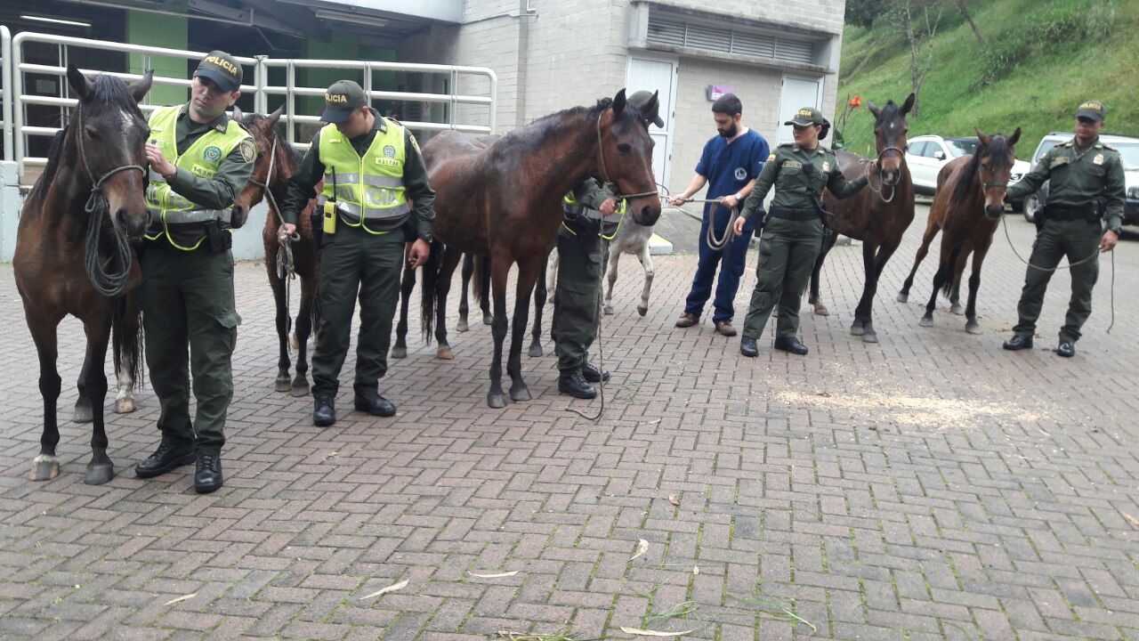 Momento donde son devueltos los semovientes al centro veterianario