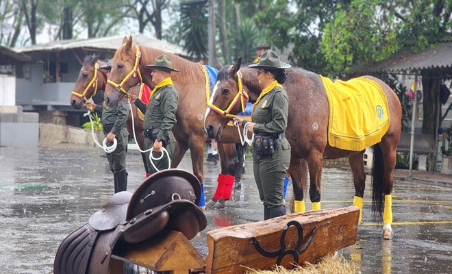“Adopta un héroe”: Un nuevo hogar para tres equinos que prestaron su servicio a la comunidad con nuestros carabineros