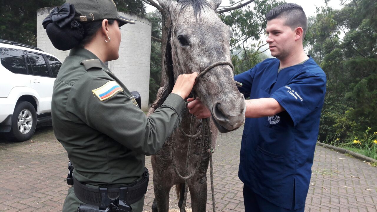 Valoración por personal de médicos veterinarios a los semovientes
