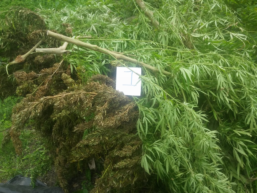 Hallamos-400-kilos-de-marihuana-en-Santa-Marta 