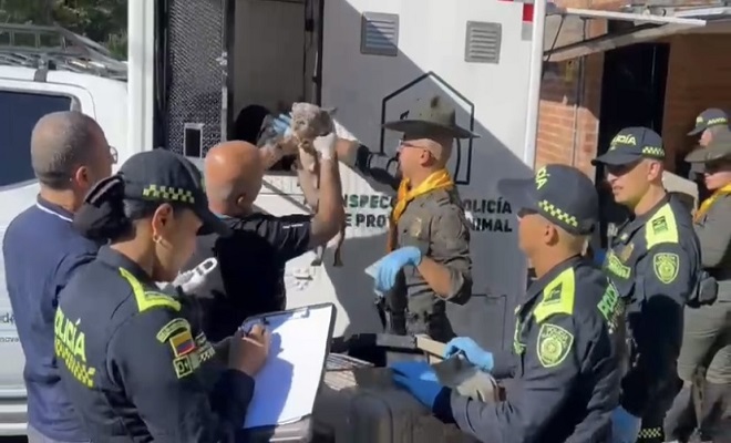 55 caninos fueron rescatados de un criadero clandestino en Medellín