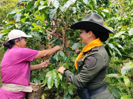 Garantizan tranquilidad en cosecha cafetera