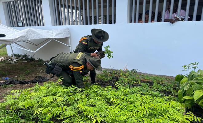 En Tumaco se unen para sembrar árboles