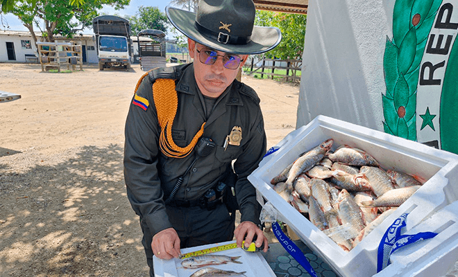 Unidades del Grupo de Carabineros y Protección Ambiental, logró la incautación de 41 kilogramos de pescado bocachico, los cuales no cumplían con la talla mínima para su pesca.
