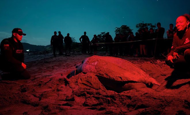 Acompañamiento autoridades en proteccion tortuga cana.