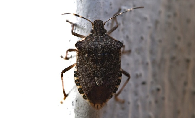 Aunque la mortalidad ha disminuido, la enfermedad causa graves consecuencias en el corazón y el sistema digestivo.