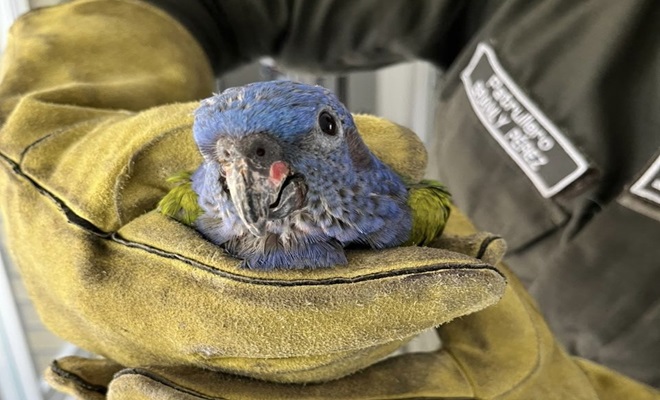 Polic&iacute;a sostiene con las manos un ave silvestre