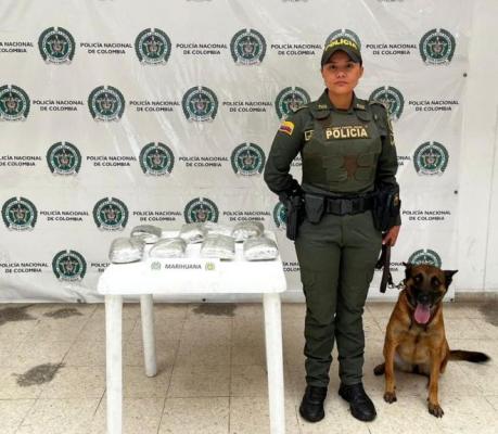 Canino "Marlon" detecta 3.5 kilos de  marihuana en empresa de encomiendas