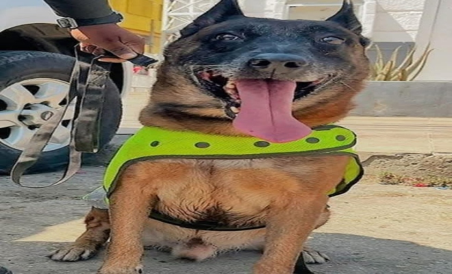 El Héroe Canino que Protege la Navidad de los Niños