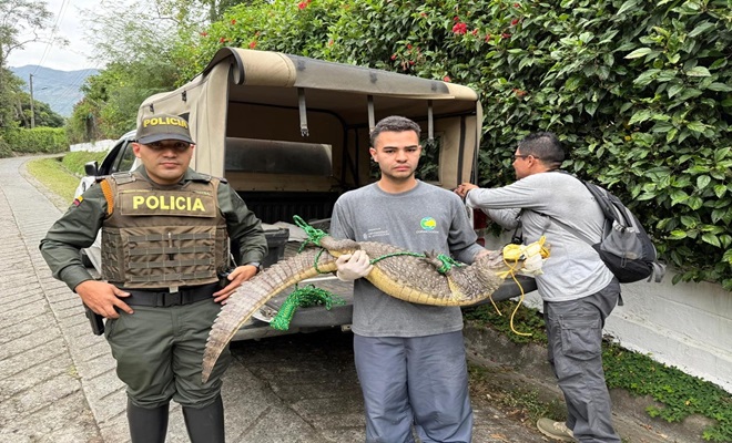 Fauna incautada babilla