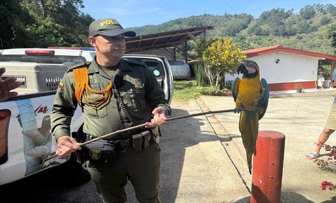 Fauna incautada guacamaya
