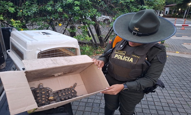 Fauna incautada tortugas