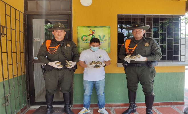 Las catorce hicoteas rescatadas en ambos operativos fueron entregadas al Centro de Atención y Valoración (CAV) de la Corporación Autónoma Regional de los Valles del Sinú y del San Jorge (CVS).