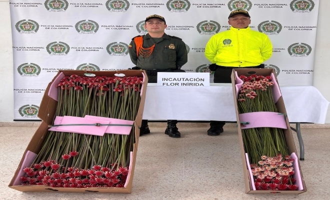 Incautación de 741 unidades de flor de Inírida