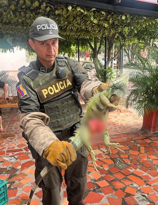 Policia Nacional protege iguana herida en Neiva 