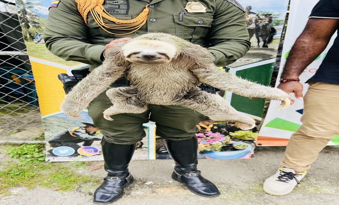 Rescatan Oso Perezoso