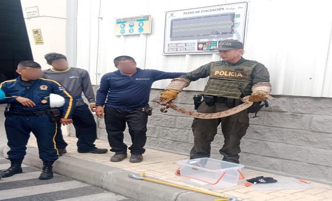 La Policía Ambiental aprehende boa constrictor en Palermo