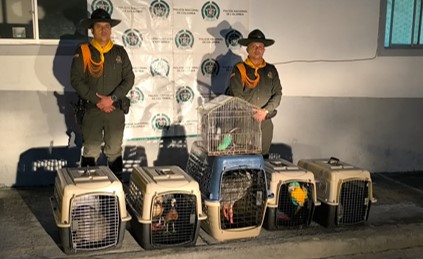 Operativo contra el tráfico de fauna silvestre.