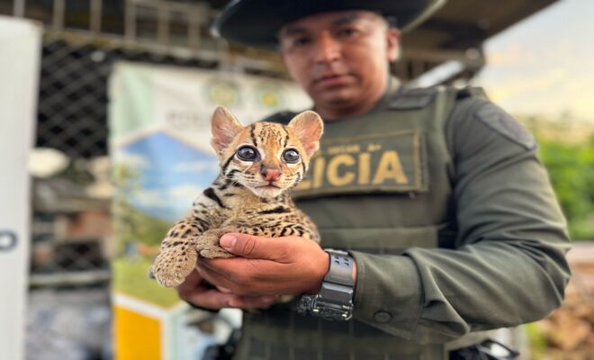 Recuperación ocelote