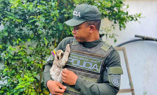 Policías rescatan a "Flash" un oso perezoso 