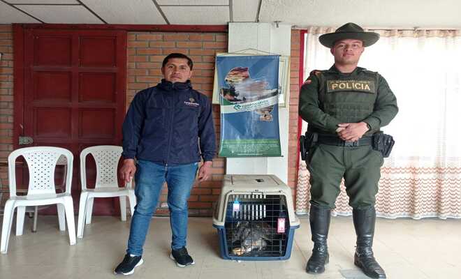 RESCATAN LECHUZA EN IPIALES