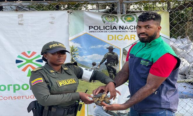 Uniformados de la Policía Nacional realizan el rescate de una especie de Tortuga Patiamarilla