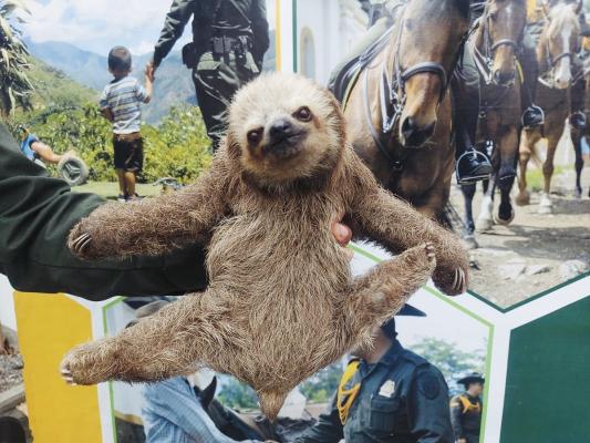 Rescatan especies en Nariño