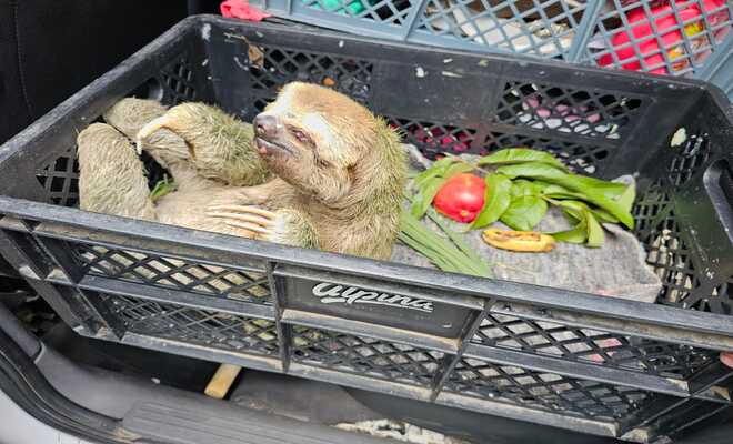 Policías rescatan oso perezoso