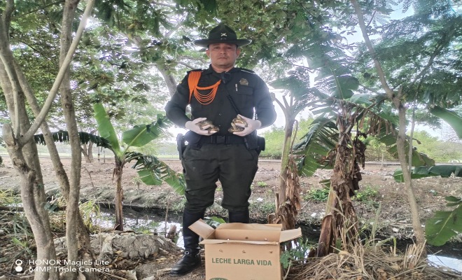 Carabineros rescata 11 especimenes de Hicotea en Montería