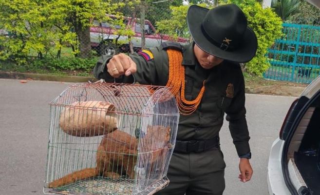 Rescate de un yaguarundí conocido como gato de monte por parte de la Policía Ambiental