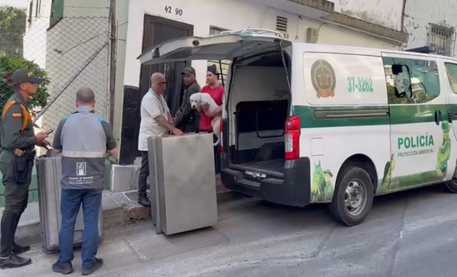 Policía Nacional rescata cinco caninos en condiciones de maltrato en Medellín