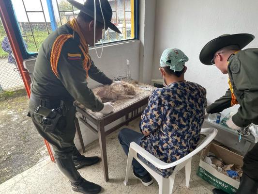 Cultura de protección y respeto animal