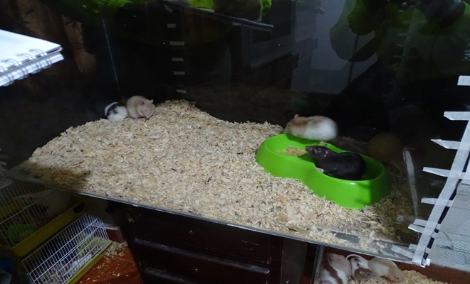 roedores recuperado por tráfico de especies silvestres