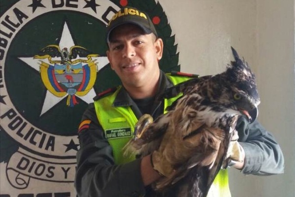 Águila-crestada-es-rescatada-por-patrullero