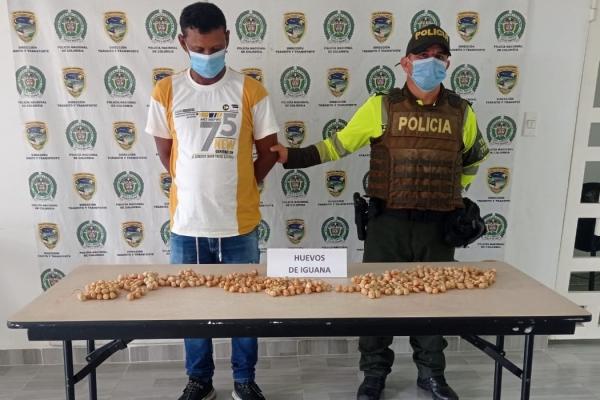 una persona capturada-policía custodiando-huevos de iguana incautados