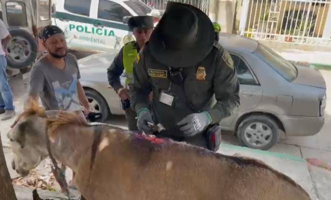 Asno capturado por la Policía Ambiental y ecológica