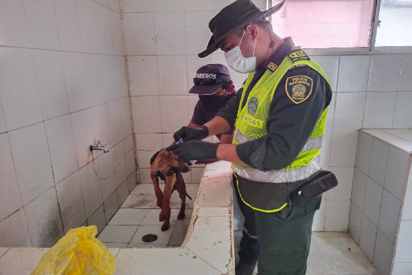 Policía bañando un canino